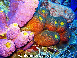 Sponges at Grand Cayman.  Photo taken August 2008 with a ... by Bonnie Conley 